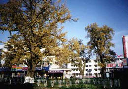 City Tree of Yangzhou 