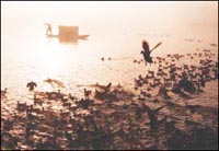 Herding Wild Ducks in the East Lake 