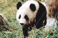 Anzihe Panda Natural Reserve