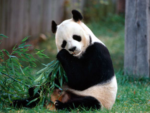 Panda Zoo