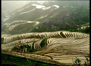 Longji Terraced Fields in Guilin