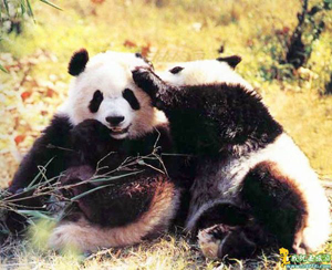 Chengdu Panda Breeding