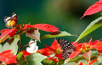 Butterfly Spring in Dali
