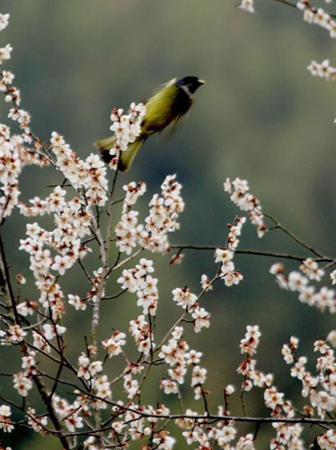 Plum blossoms on Jinfo Mountain in Anhui