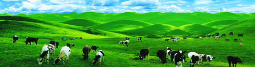 Nanshan ranch