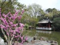 Suzhou gardens 