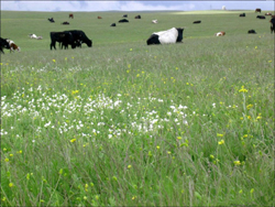 Phaeton Shearer grassland