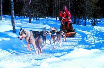 Dog sledding