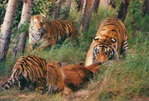 Siberian Tiger Park 
