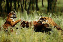 Siberian Tiger Park 