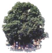 City Tree 