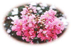 Crape Myrtle, City Flower of Tai'an 