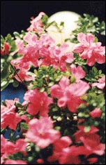 Azalea-the Flower of Changsha