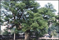 Camphor Tree-the of Changsha