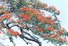 The City Tree of Xiamen-Phoenix Tree.