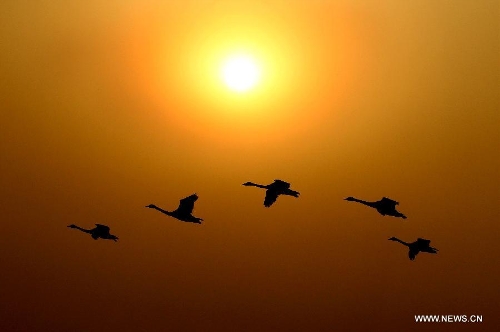 "Swan lake" in N China