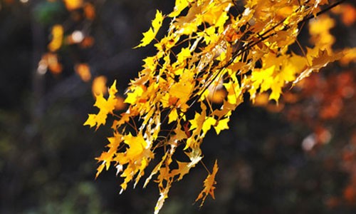 '2011 Fragrant Hills Red Leaves Festival' to open