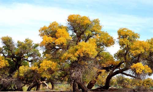 Autumn scenery of populus euphratica forests in N China