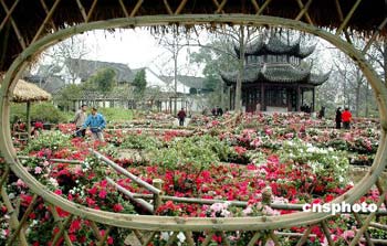 Azalea in full bloom in Suzhou