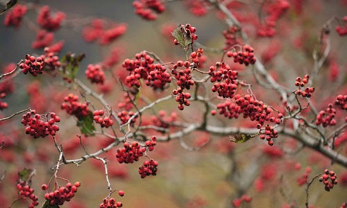 Beautiful autumn scenery in central China's Shennongjia