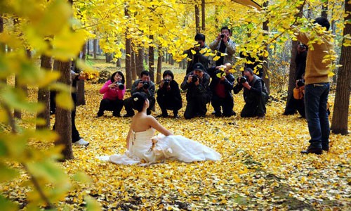 Beautiful autumn scenery of gingkgo trees attracts visitors