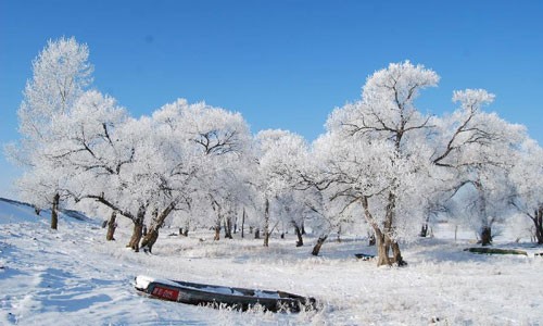 Beautiful rimed trees in Yichun, NE China's Heilongjiang