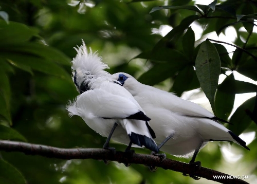 Birds in aviary of Hong Kong Park