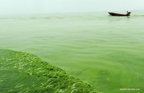 Blue-green algae gathers in E. China's Chaohu Lake