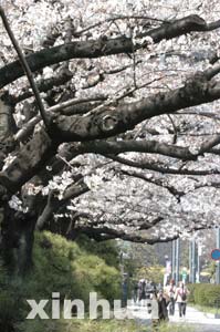 Cherry blossoms