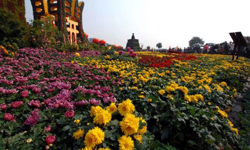 Chrysanthemum festival kicks off in central China