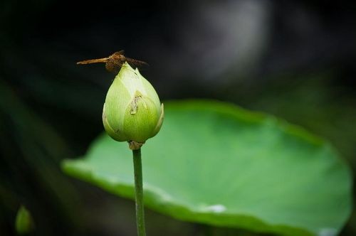 Citizens enjoy lotus flowers at West Lake in Hangzhou