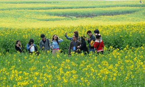Cole flowers attract over 10,000 tourists every day in S China's Yunnan
