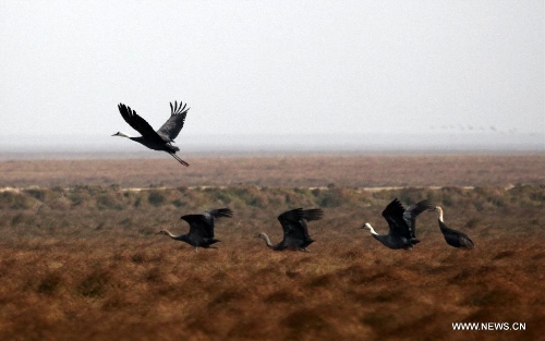 Cranes enjoy lives at Wetland of Poyang Lake