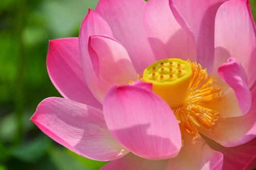 Delicate lotus In Yuanmingyuan Park