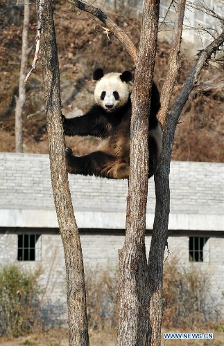Female giant panda "Yaya" gets trained in China's Shaanxi
