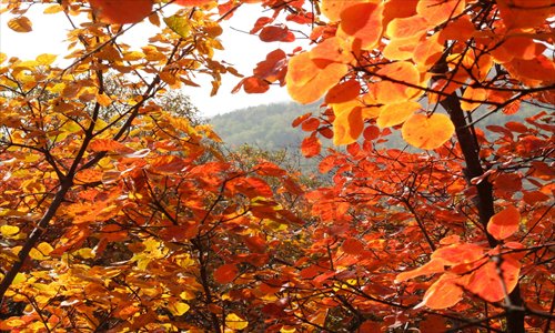 Foliage frenzy