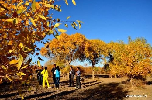 Forest park scenery in Jiuquan city, Gansu Province