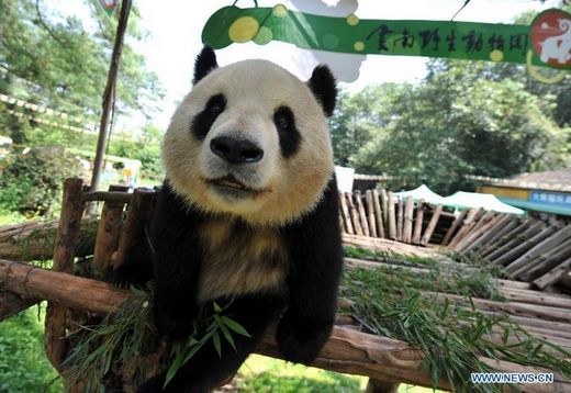 Giant pandas enjoy time in Yunnan Safari Park