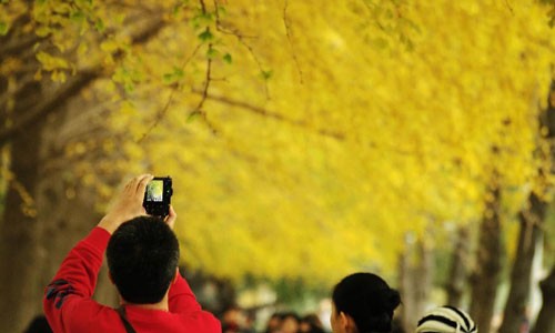 Golden autumn in Beijing