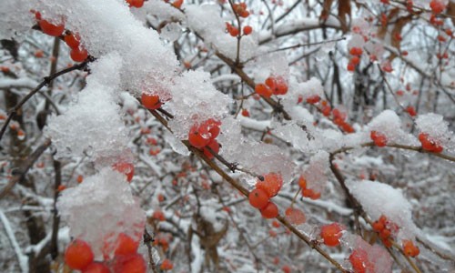Heavy snowfall hits NE China's Heilongjiang