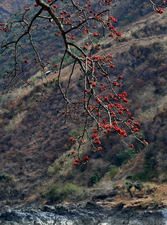 Kapok flowers blossom in Nujiang, China's Yunan