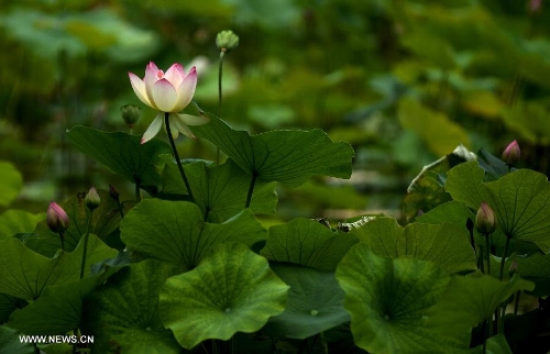 Lotus flowers bloom in Lianhu lake park in Xi'an