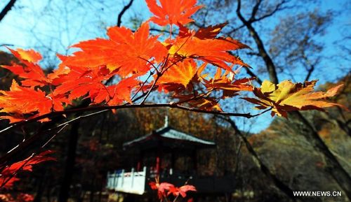 Maples on Guanmen Mountain in Benxi, NE China