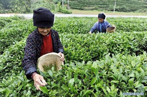 Miao ethnic people busy with tea picking, SW China