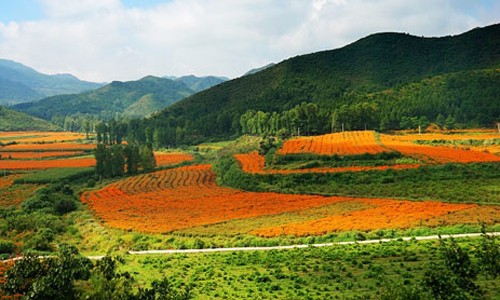 Orange rules in the flower fields of suburban Beijing