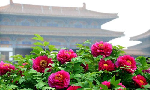 Peonies in full blossom in Luoyang, China's Henan