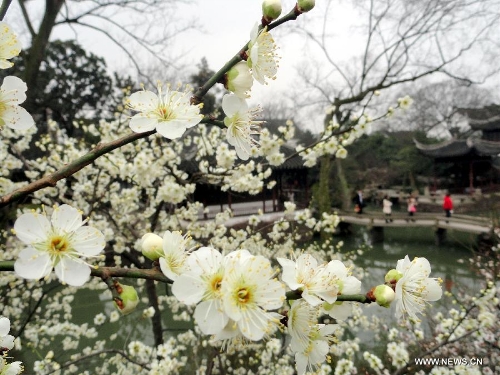 Plum blossoms begin to bloom as temperature rises in China's Jiangsu