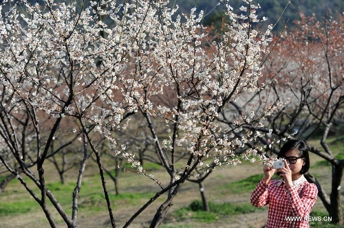 Plum blossoms bloom in Chaoshan Scenic Spot in Hangzhou
