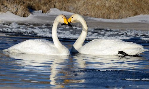 Qinghai Lake attracts swans to spend winter