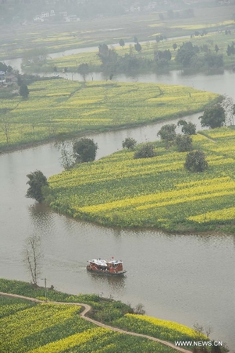 Rape flower festival marked in Chongqing